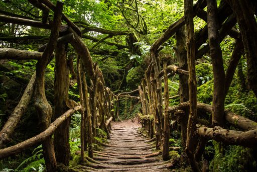 puzzlewood 1